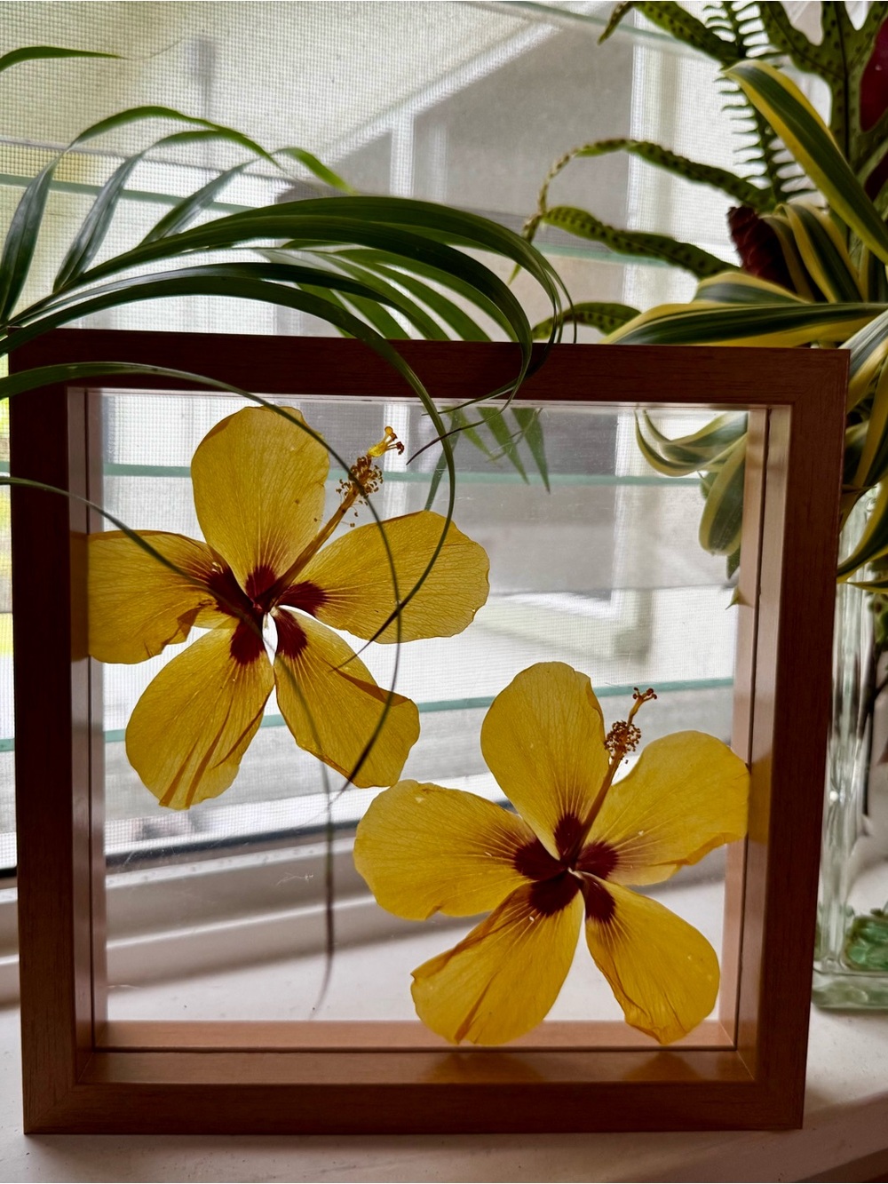 Wood Frame Pressed Yellow Hibiscus Wall Art - Home Accents